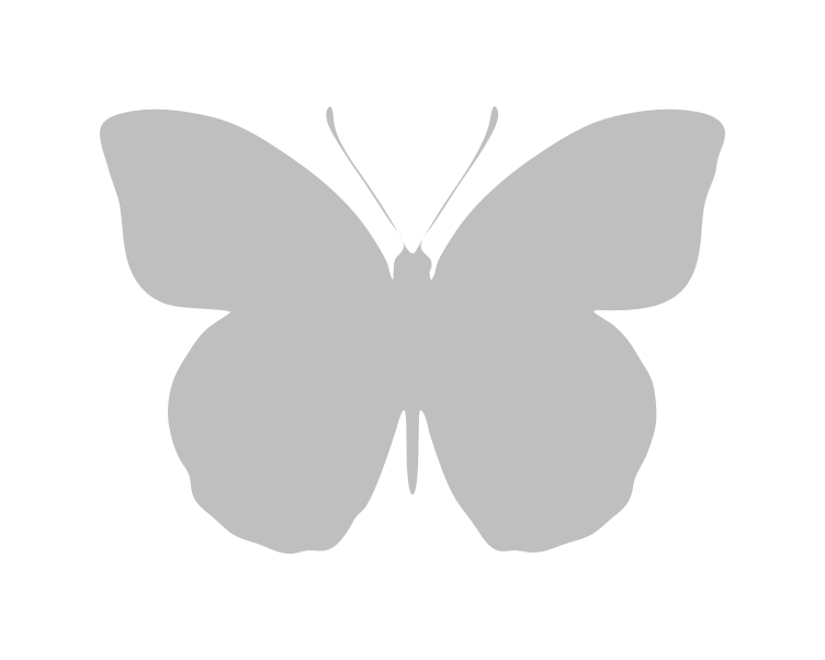 typical verso Wood White (Leptidea sinapis)