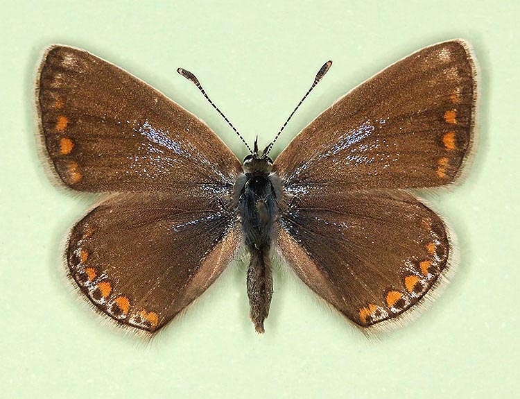 Typical Common Blue (Polyommatus (Lysandra) icarus)