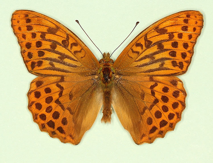 Typical Silver-washed Fritillary (Argynnis paphia)