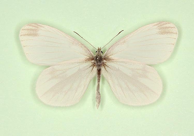 Typical Wood White (Leptidea sinapis)