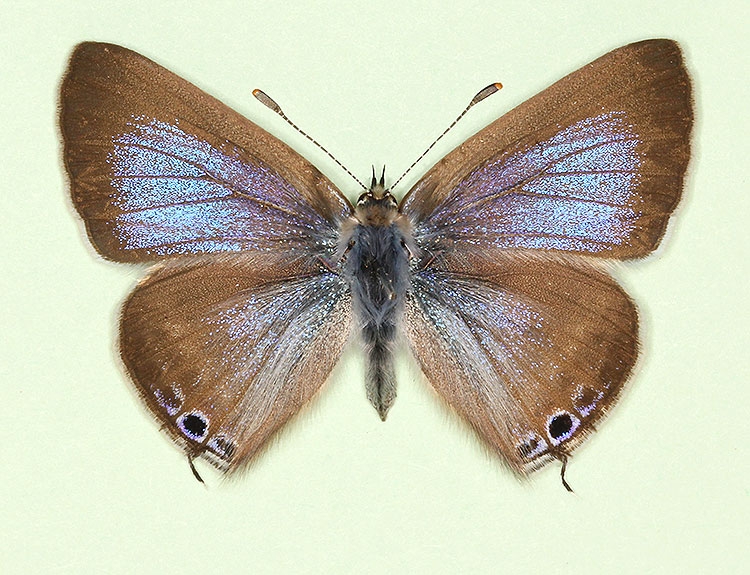 Typical Long-tailed Blue (Lampides boeticus)