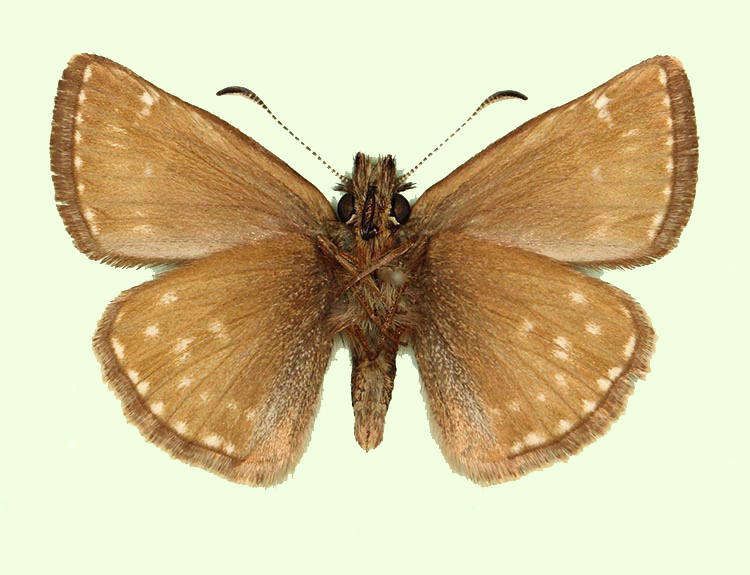 Typical Dingy Skipper (Erynnis tages)