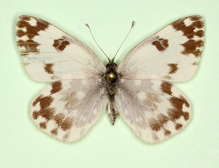 Typical Bath White (Pontia daplidice)