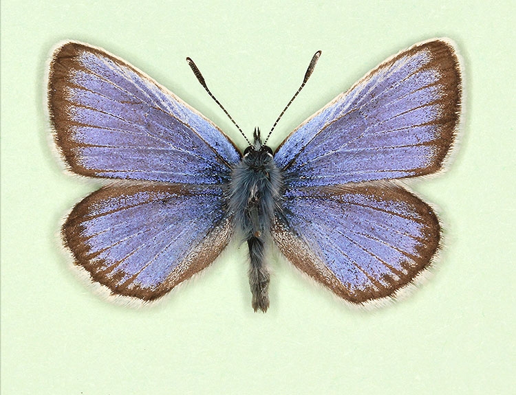 Typical Silver-studded Blue (Plebejus argus)