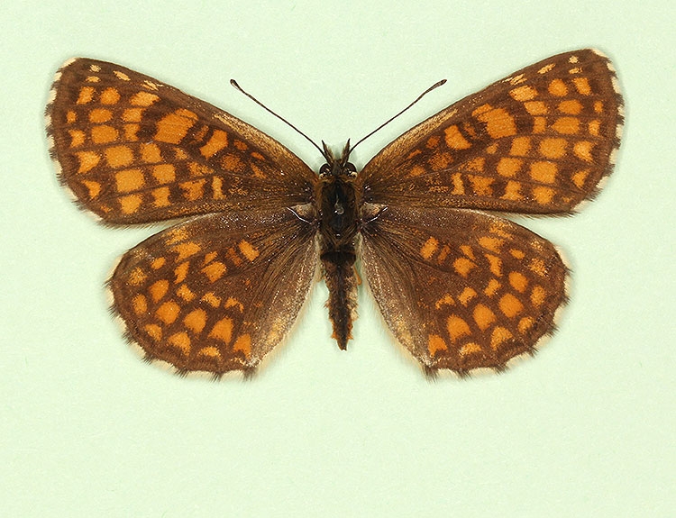 Typical Heath Fritillary (Melitaea athalia)
