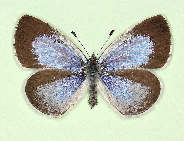 Typical Holly Blue (Celastrina argiolus)
