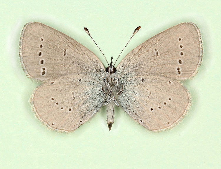 Typical Small Blue (Cupido minimus)
