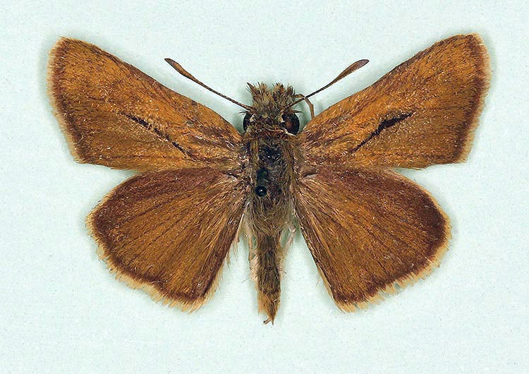 Typical Lulworth Skipper (Thymelicus acteon)
