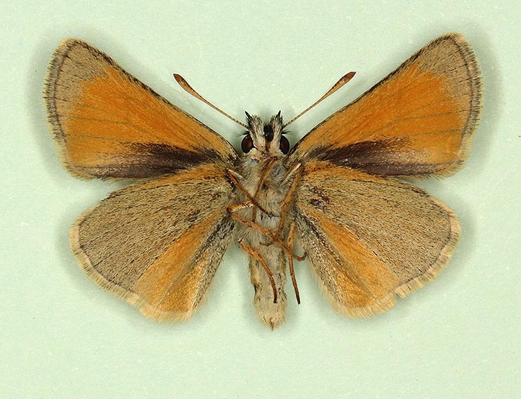 Typical Small Skipper (Thymelicus sylvestris)