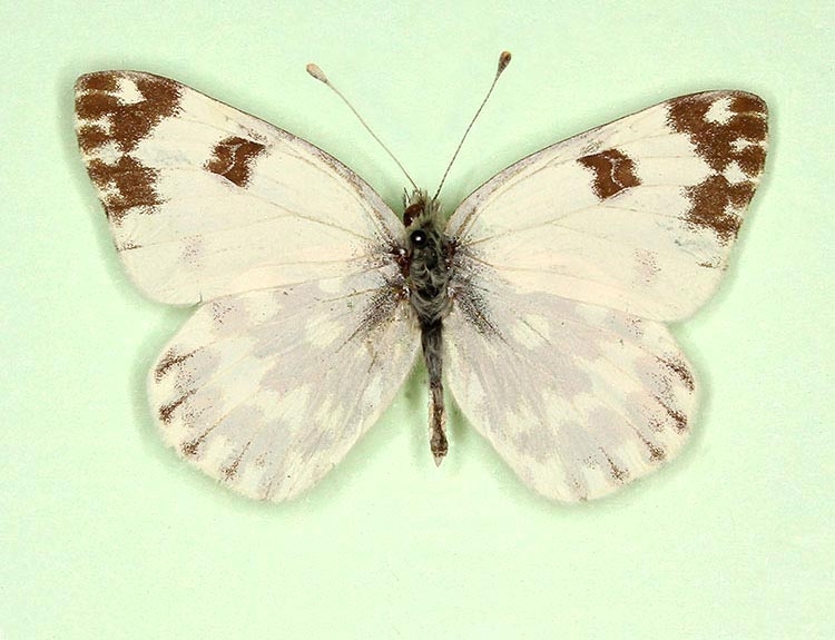 Typical Bath White (Pontia daplidice)