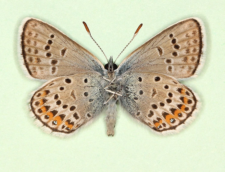 Typical Silver-studded Blue (Plebejus argus)