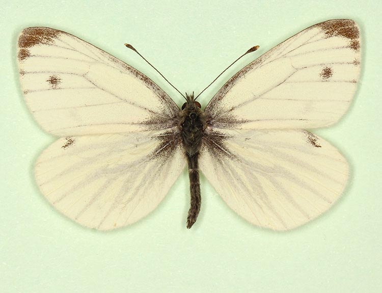 Typical Green-veined White (Pieris napi)