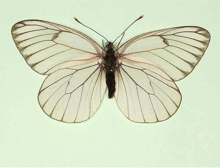 Typical Black-veined White (Aporia crataegi)