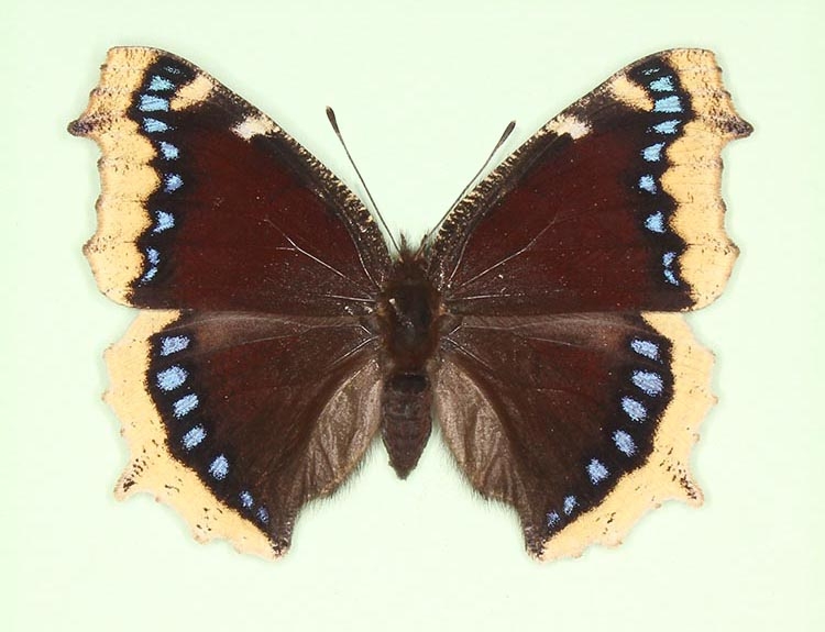 Typical Camberwell Beauty (Nymphalis antiopa)