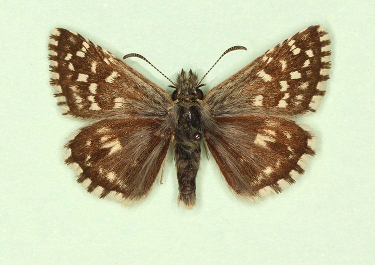 Typical Grizzled Skipper (Pyrgus malvae)