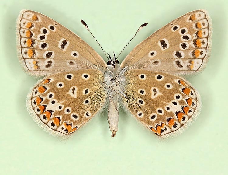 Typical Adonis Blue (Polyommatus (Lysandra) bellargus)