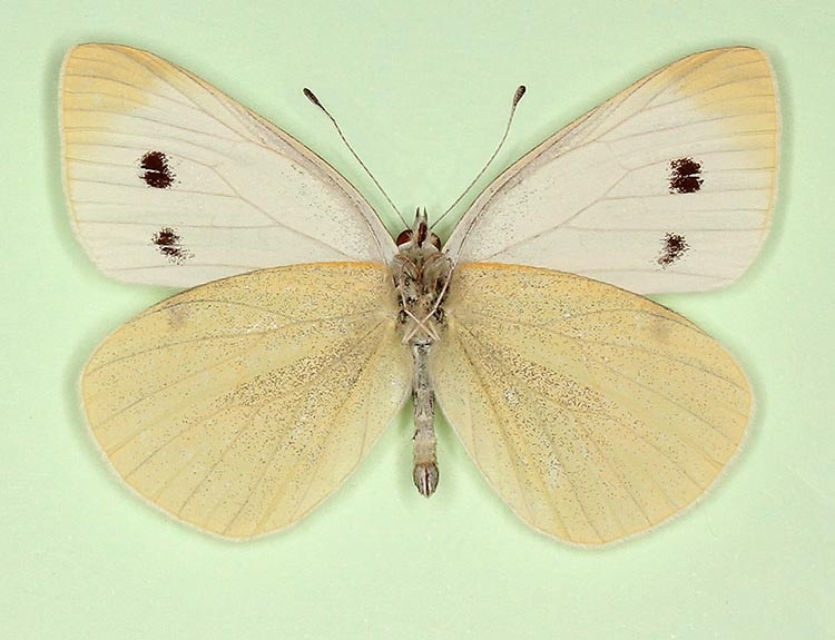 Typical Small White (Pieris rapae)