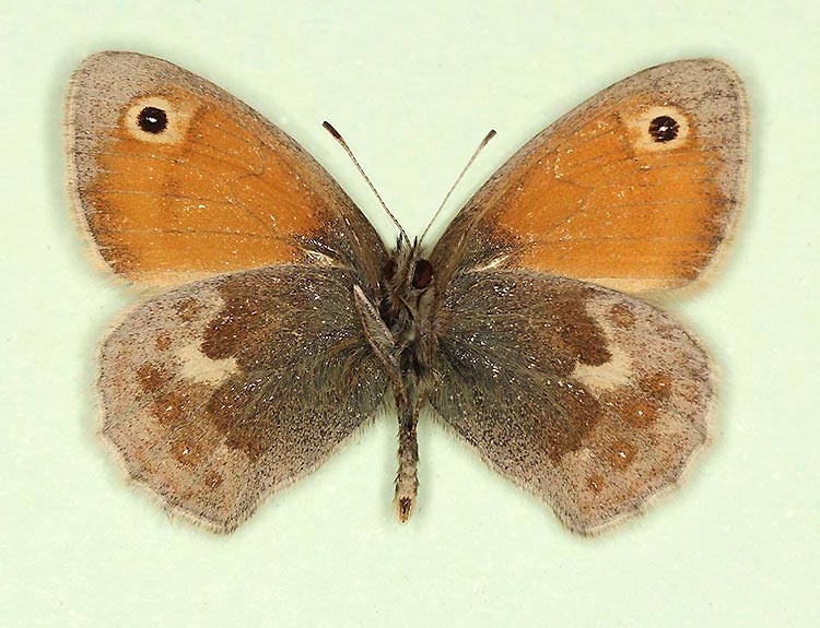 Typical Small Heath (Coenonympha pamphilus)