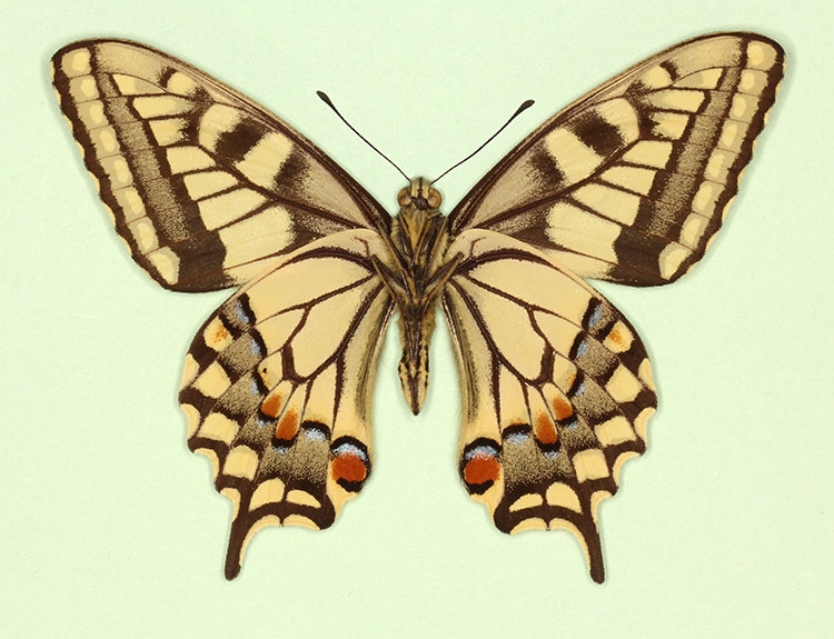 Typical Swallowtail (Papilio machaon)