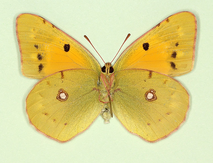 Typical Clouded Yellow (Colias croceus)