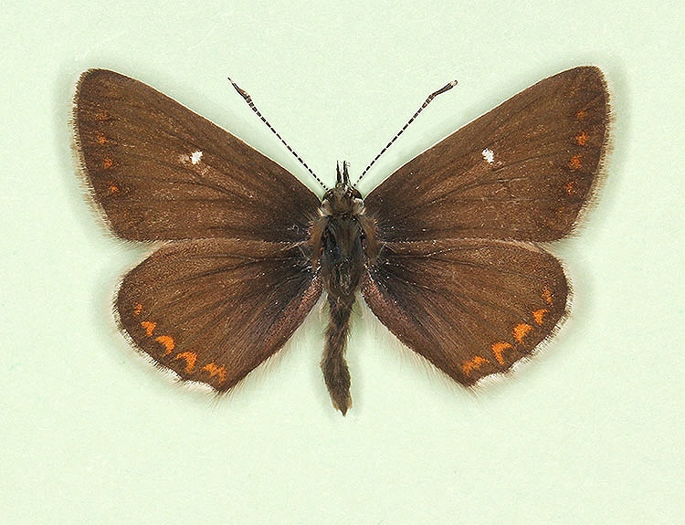 Typical Northern Brown Argus (Aricia Artaxerxes)