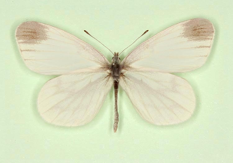 Typical Wood White (Leptidea sinapis)
