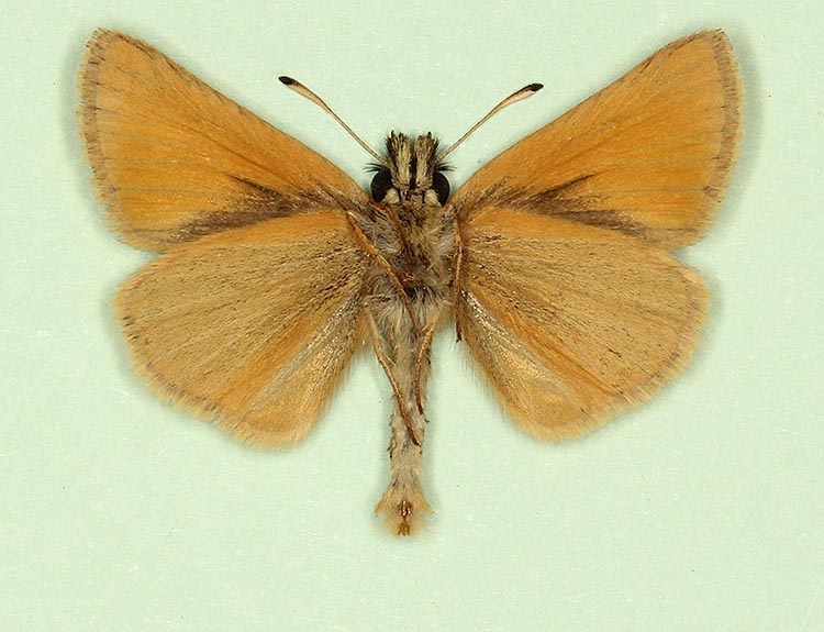 Typical Essex Skipper (Thymelicus lineola)