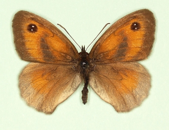 Browns (Satyridae)