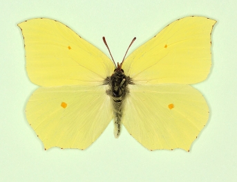Whites and Yellows (Pieridae)