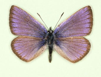 Mazarine Blue (Cyanaris semiargus)
