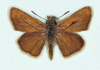 Lulworth Skipper (Thymelicus acteon)