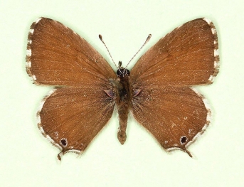 Geranium Bronze (Cacyreus marshalli)