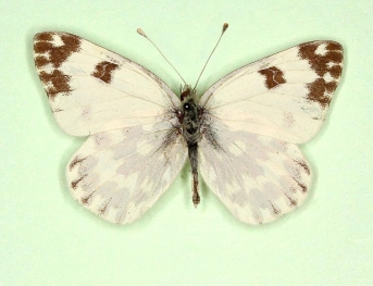 Bath White (Pontia daplidice)