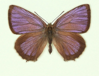 Purple Hairstreak (Neozephyrus quercus)