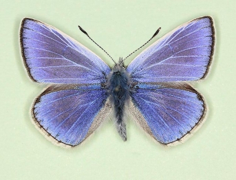 Common Blue (Polyommatus (Lysandra) icarus)