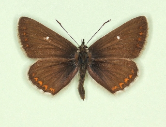 Northern Brown Argus (Aricia Artaxerxes)