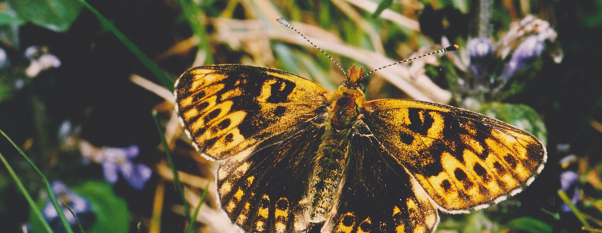 British Butterfly Aberrations