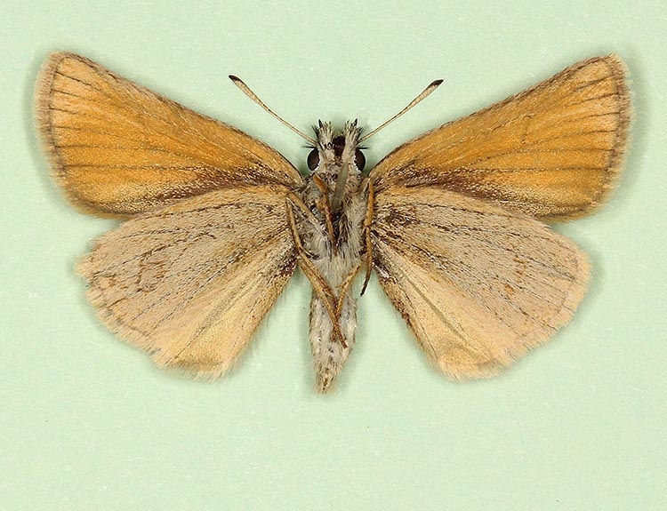Typical Essex Skipper (Thymelicus lineola)