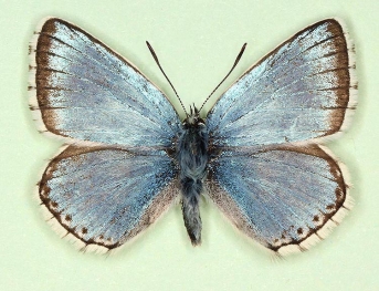 caeruleo Chalkhill Blue (Polyommatus (Lysandra) coridon)