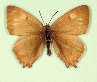 spinosea + ab. nov Brown Hairstreak (Thecla betulae)