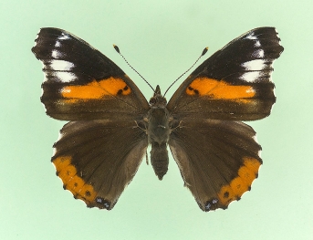 trans ab. klymene Red Admiral (Vanessa atalanta)