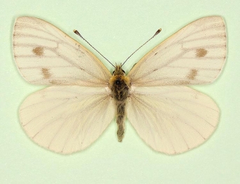 fuscosignata Green-veined White (Pieris napi)