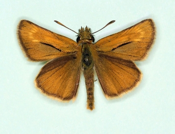 clara Lulworth Skipper (Thymelicus acteon)
