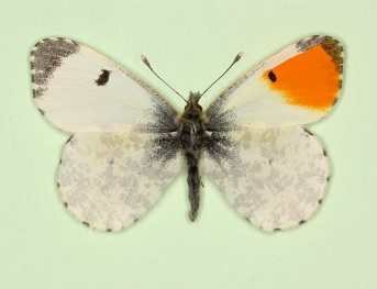 gynandromorph Orange-tip (Anthocharis cardamines)