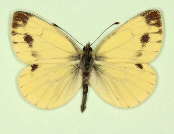 lachrymosa + sulphurea Green-veined White (Pieris napi)