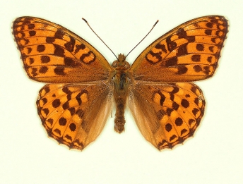 trans fasciata High Brown Fritillary (Argynnis adippe)