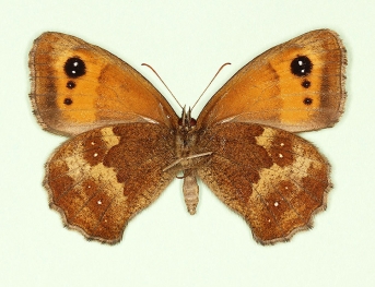 excessa Gatekeeper (Pyronia tithonus)