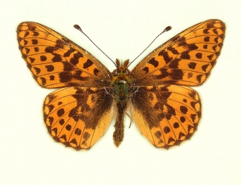 ab. nov Pearl-bordered Fritillary (Boloria euphrosyne)