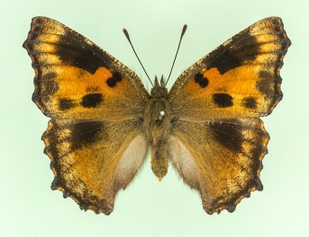 pyrrhomelaena Large Tortoiseshell (Nymphalis polychloros)