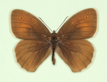 antiparvipuncta Meadow Brown (Maniola jurtina)